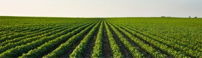 Farming on the Forefront_Cover Crops_1400x400.jpg